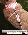 Lucy & Co. - Howdy, Honey Leash: L