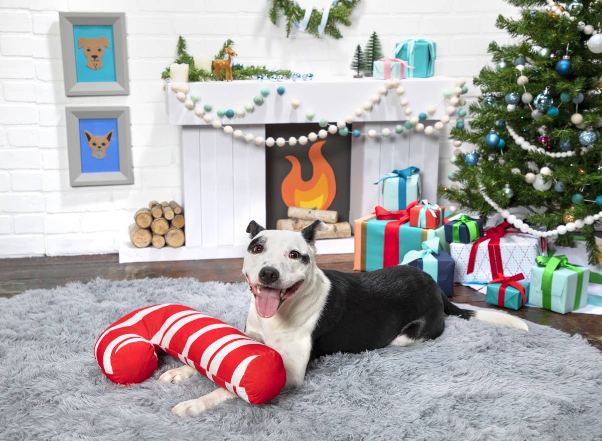 Pet Palette Distribution - BARK Grandy Cane Christmas Plush Dog Toy
