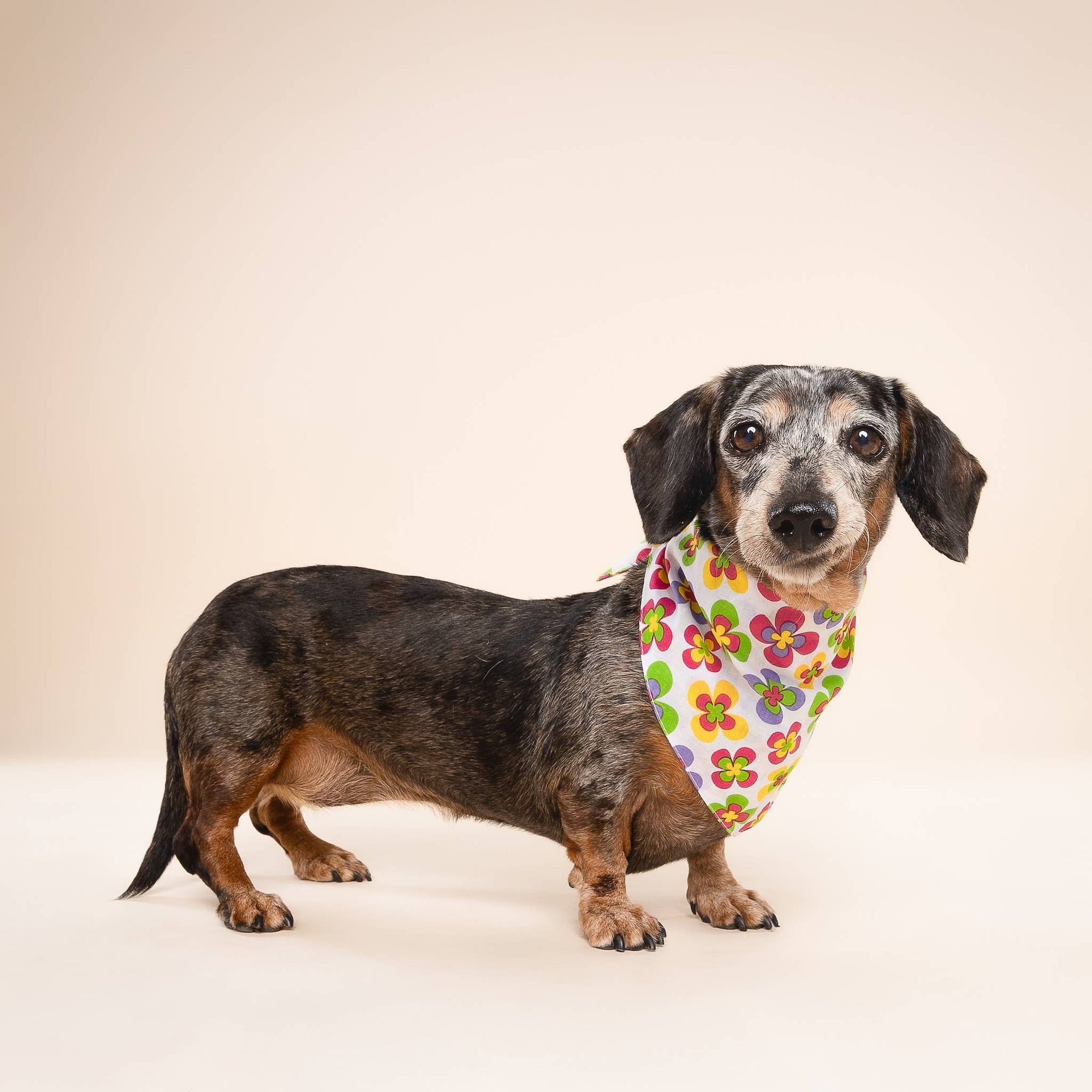 The Paws - Y2K Dog Bandana