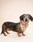 The Paws - Y2K Dog Bandana