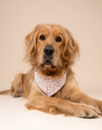 The Paws - Tides Dog Bandana