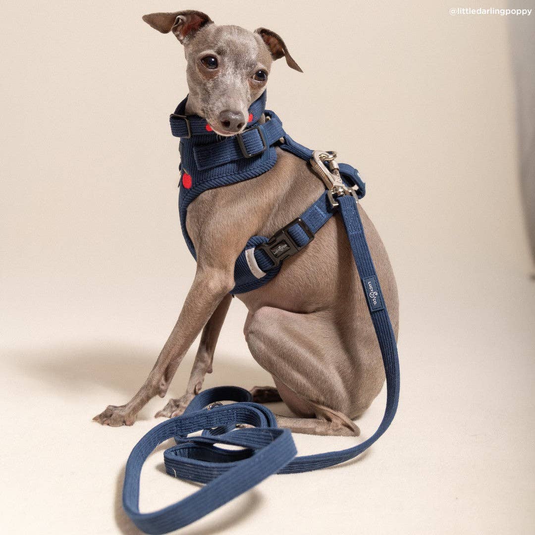 Lucy &amp; Co. - Appley Ever After Corduroy Leash
