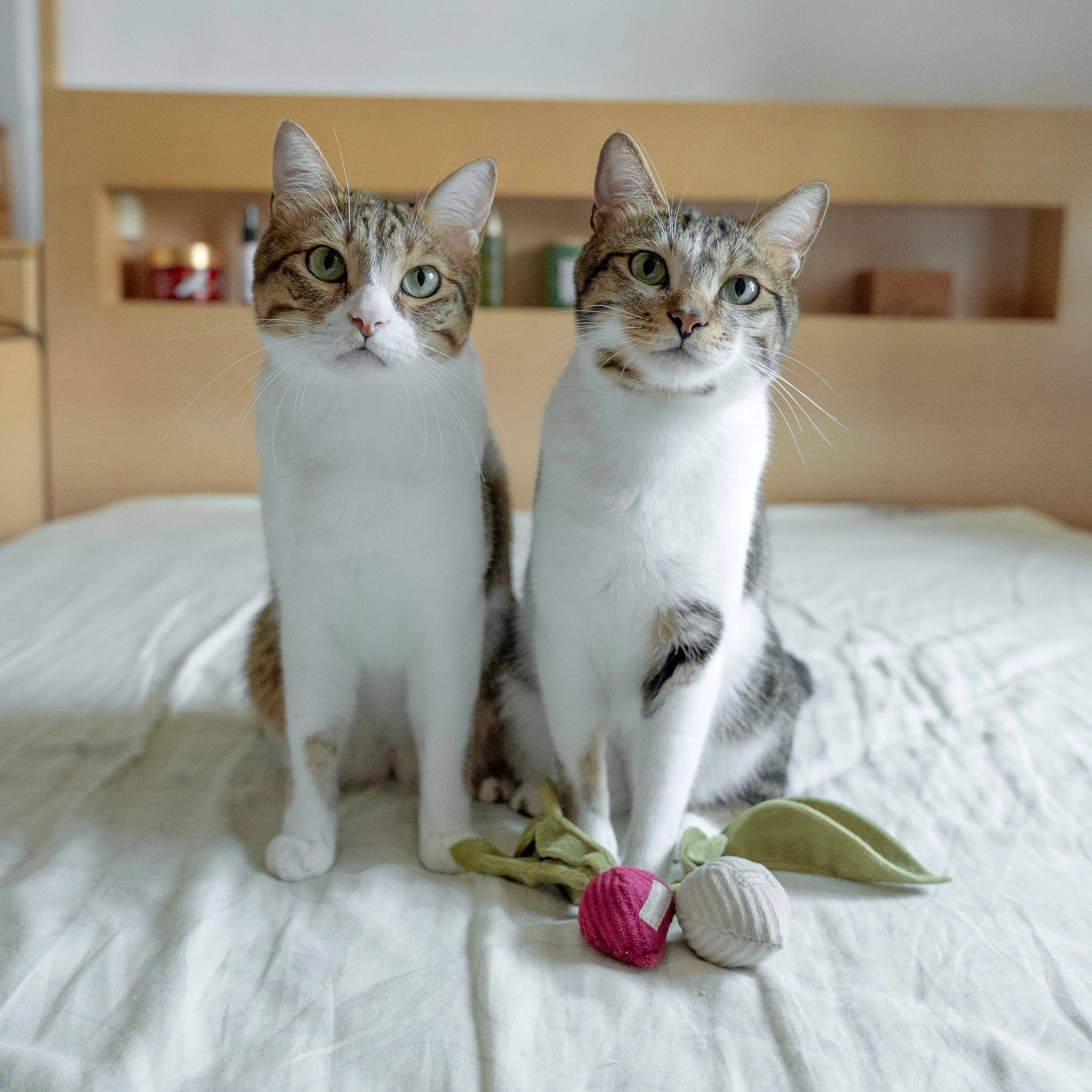 Lambwolf Collective - RADISH//CAT TOY: S/ CREAM