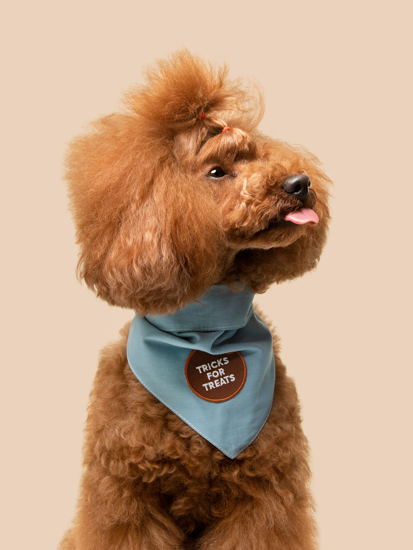 Scout's Honour Pty Ltd - Tricks for Treats iron-on patch for dogs and cats