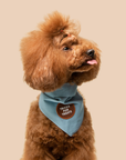 Scout's Honour Pty Ltd - Tricks for Treats iron-on patch for dogs and cats