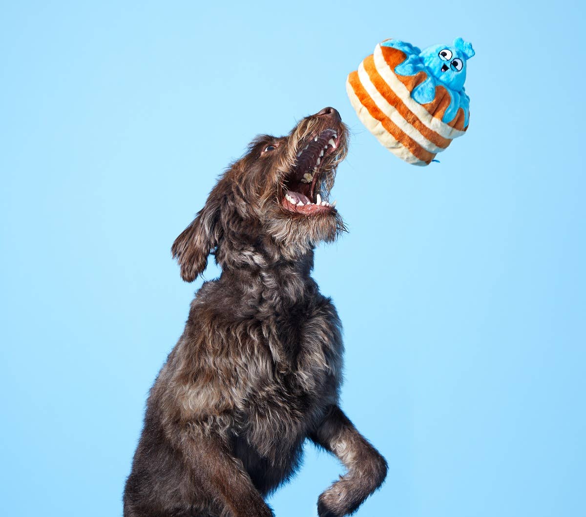 BARK Chewberry Pancakes The Modern Dog Company Store