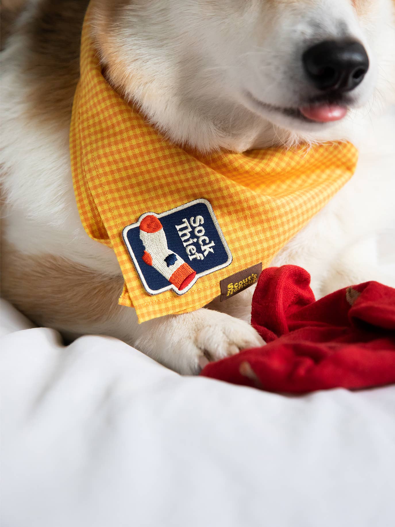Scout&#39;s Honour - Sock Thief iron-on patch for dogs