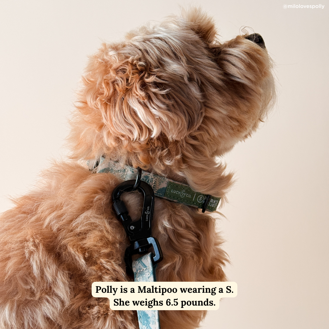 Lucy &amp; Co. - Lucy &amp; Co. x Parks Project Sequoia Seedlings Leash