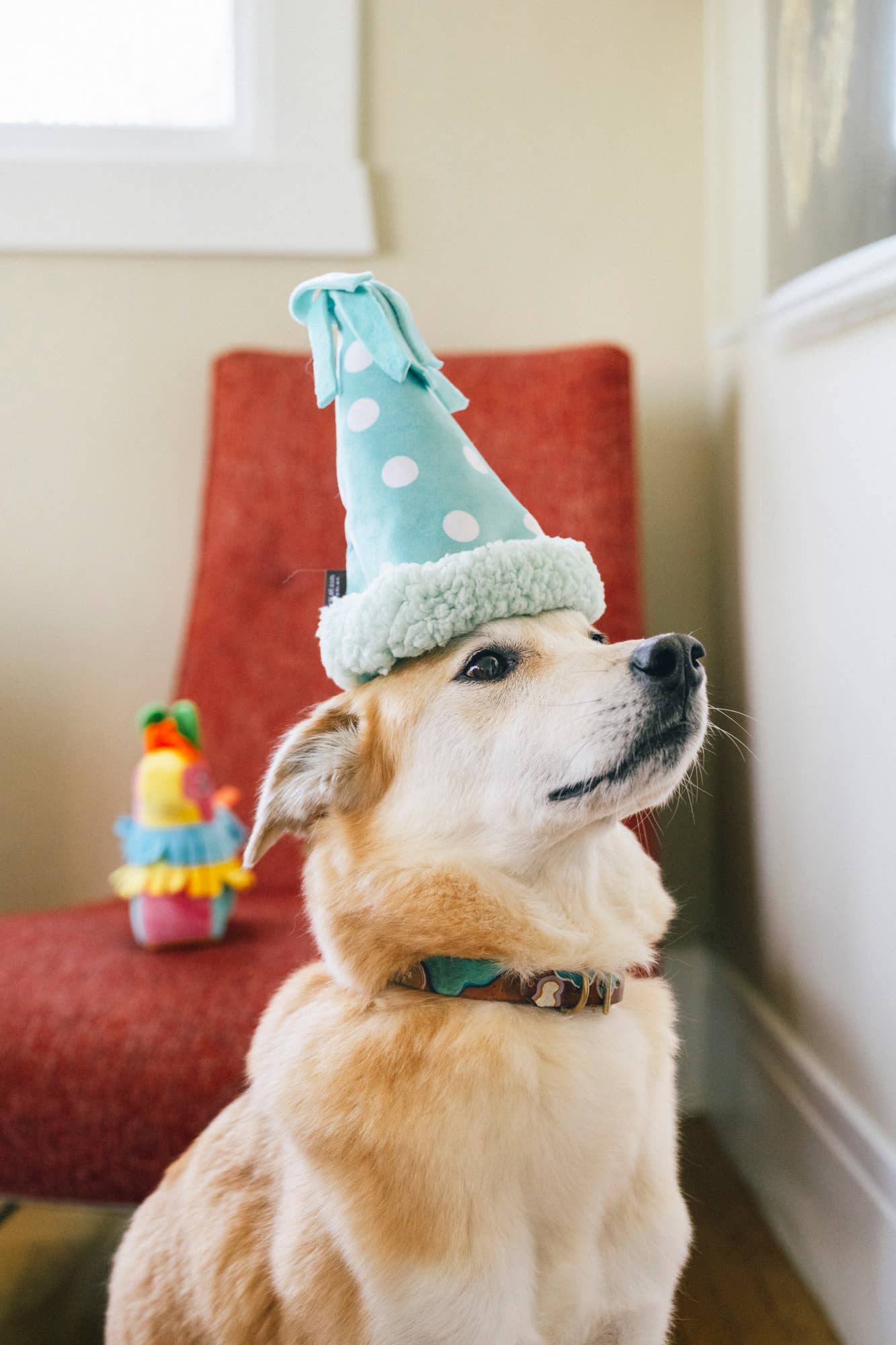 Play Pet Brands - Party Animal Collection 15pc set -FREE Merchandising Display