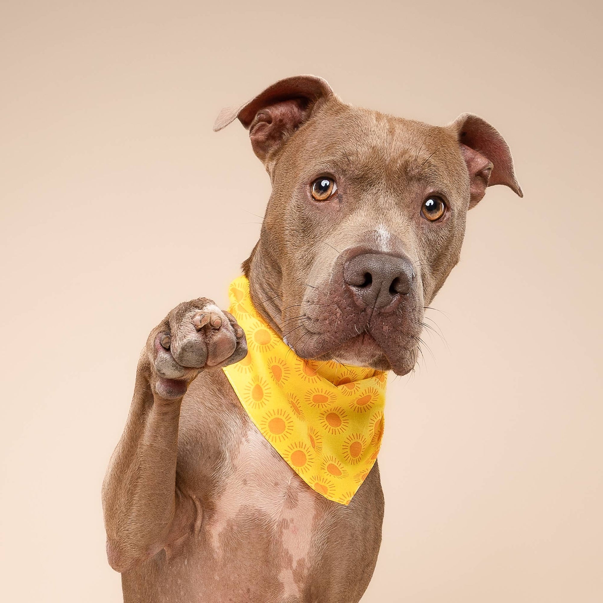 The Paws - Sol Dog Bandana