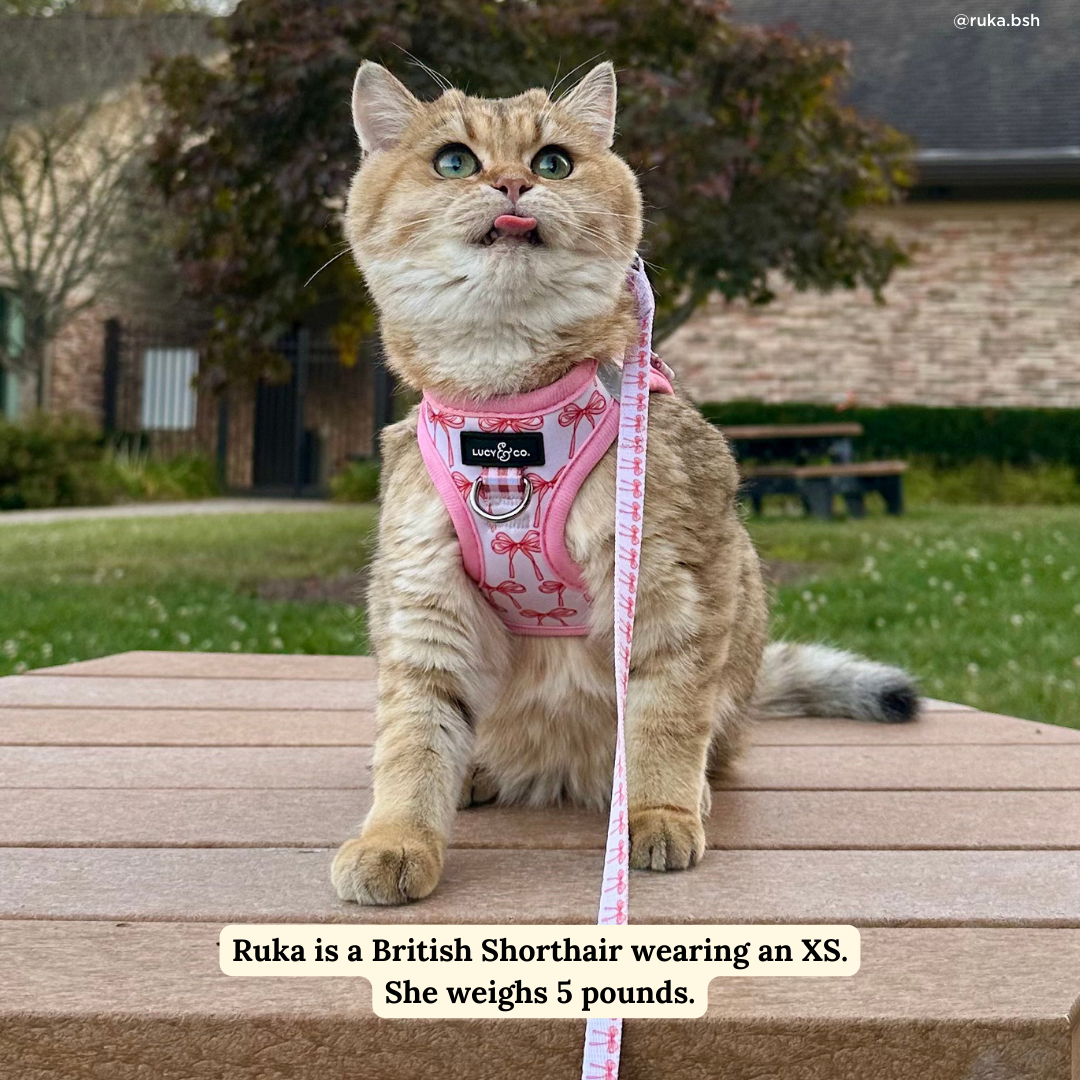 Lucy &amp; Co. - Take a Bow Cat Leash: L