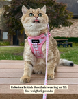 Lucy & Co. - Take a Bow Cat Leash: L