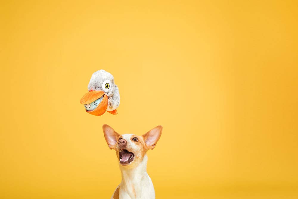 BARK Big Bill &amp; Beak-A-Boo Fish