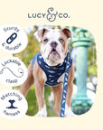 Lucy & Co. - Shark Attack Leash: Large