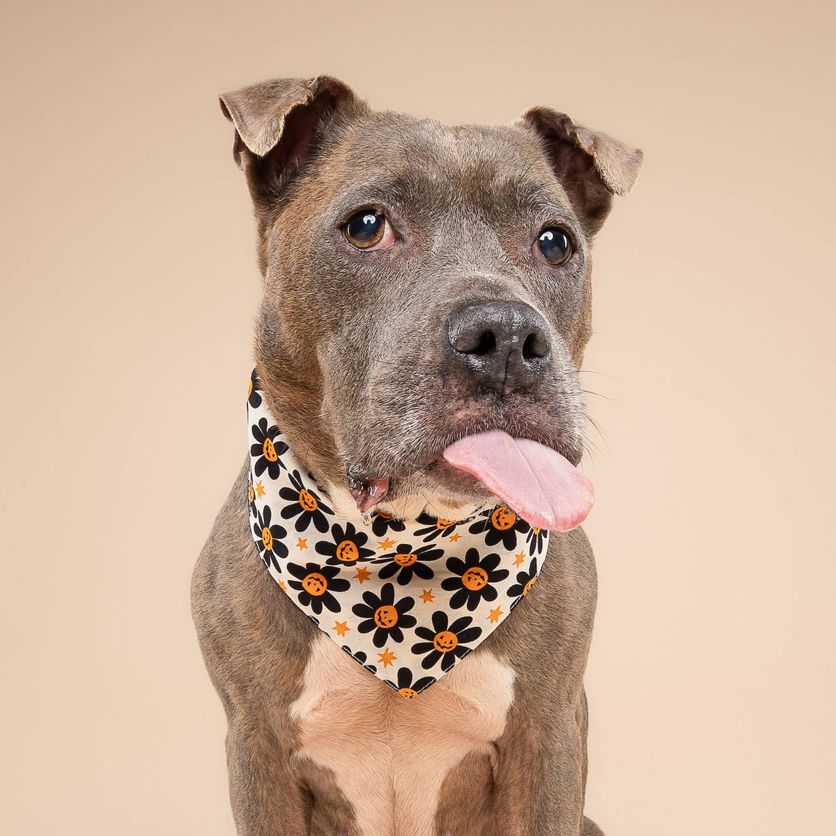 The Paws - Pumpkin Petals Halloween Dog Bandana