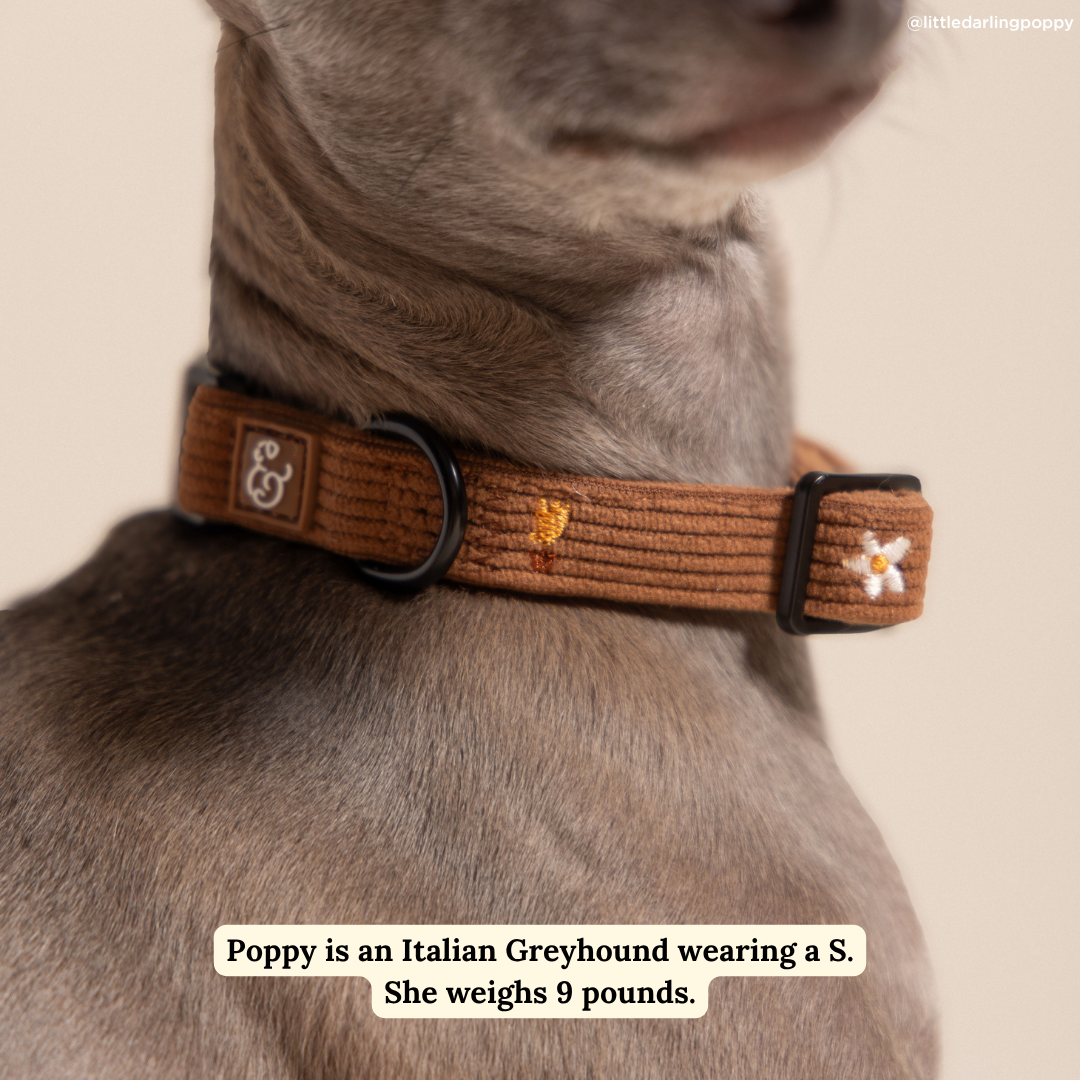 Lucy &amp; Co. - Chocolate Meadows Corduroy Collar