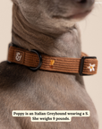Lucy & Co. - Chocolate Meadows Corduroy Collar