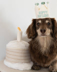 Lambwolf Collective - Birthday Cake // Burrow Toy