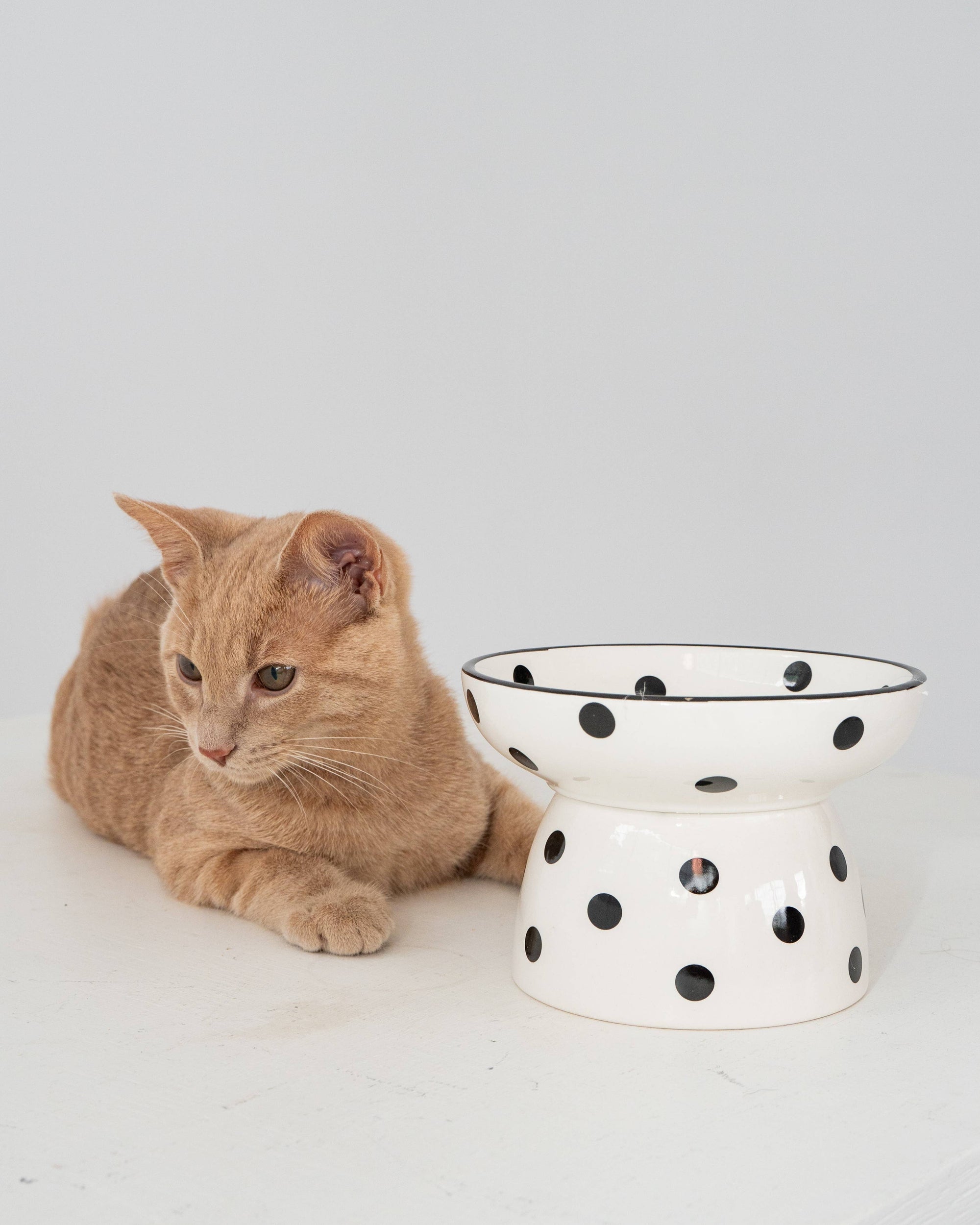 dexypaws - Cat Ceramic Bowl - White &amp; Black Polka Dot