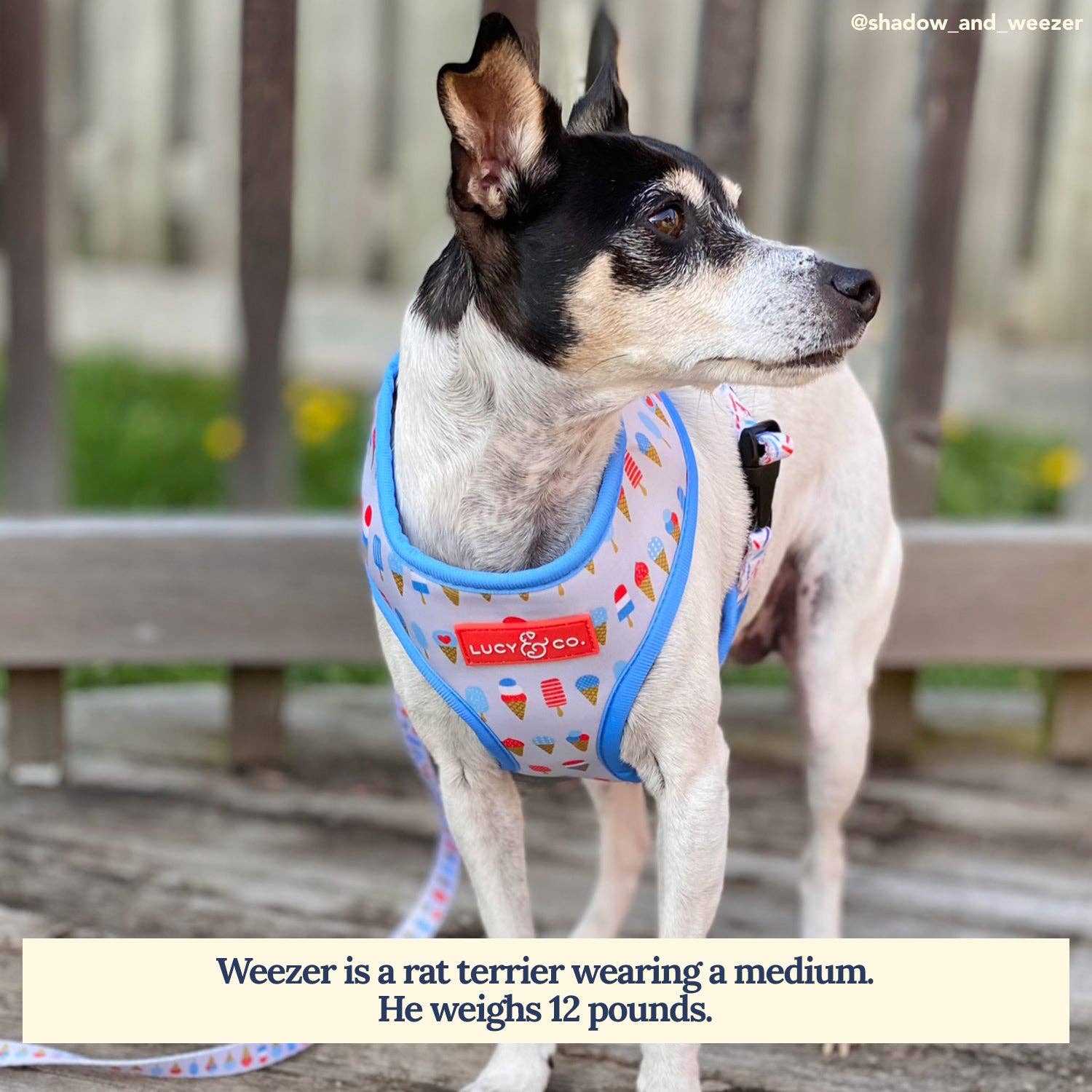 Lucy &amp; Co. - The What&#39;s the Scoop Reversible Harness