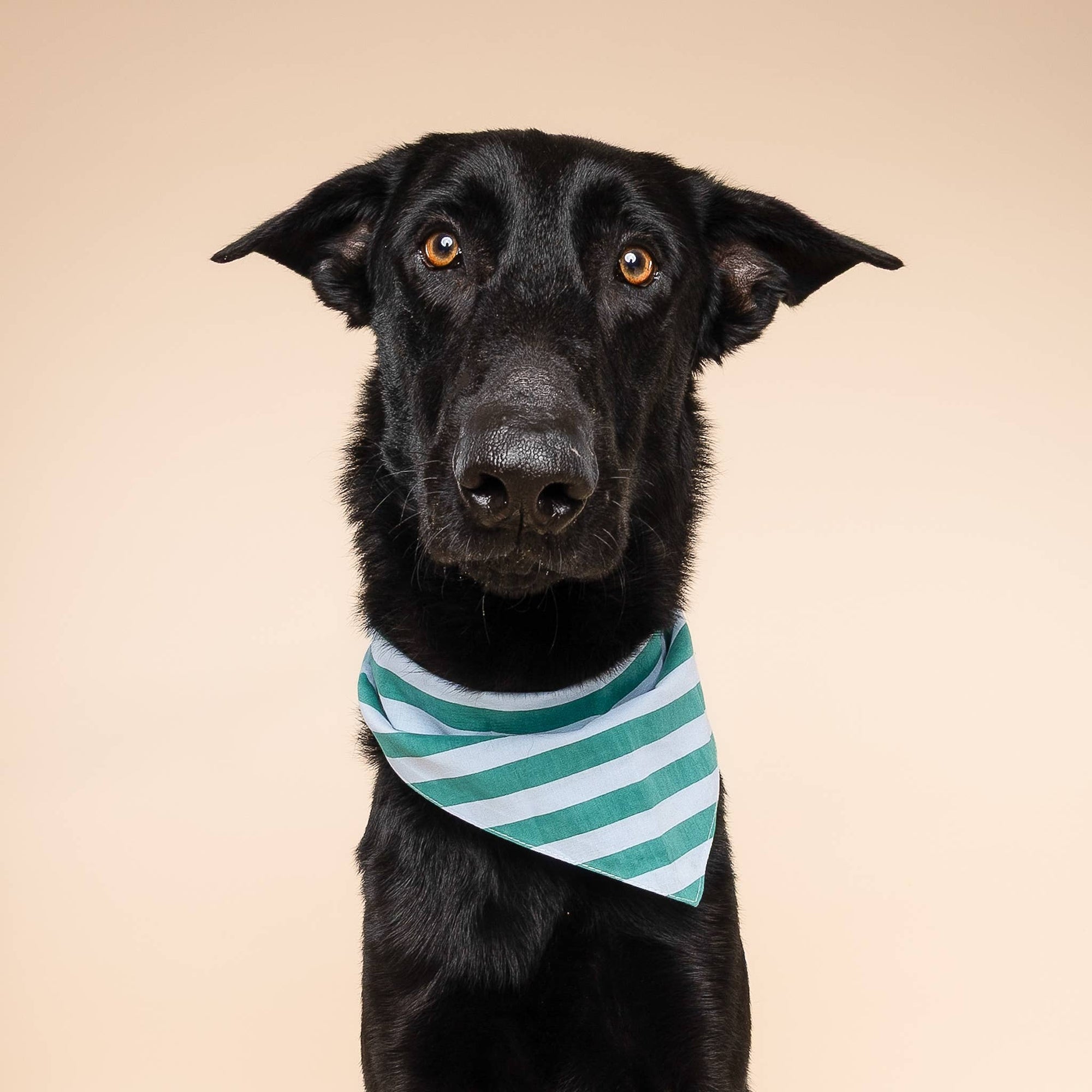 The Paws - Gili Dog Bandana