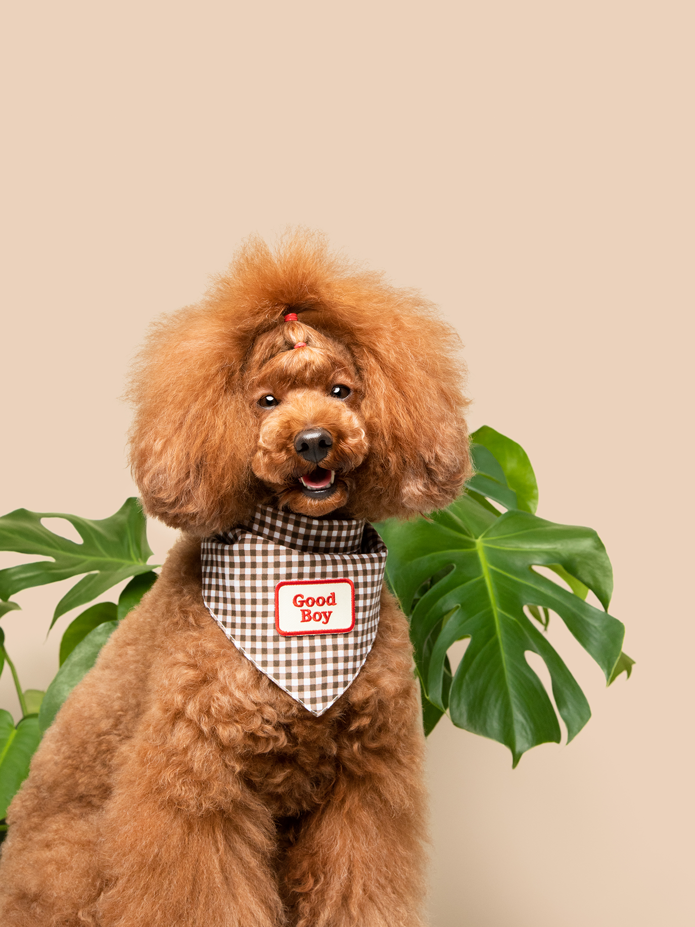 Scout's Honour Pty Ltd - Good Boy iron-on patch for dogs and cats