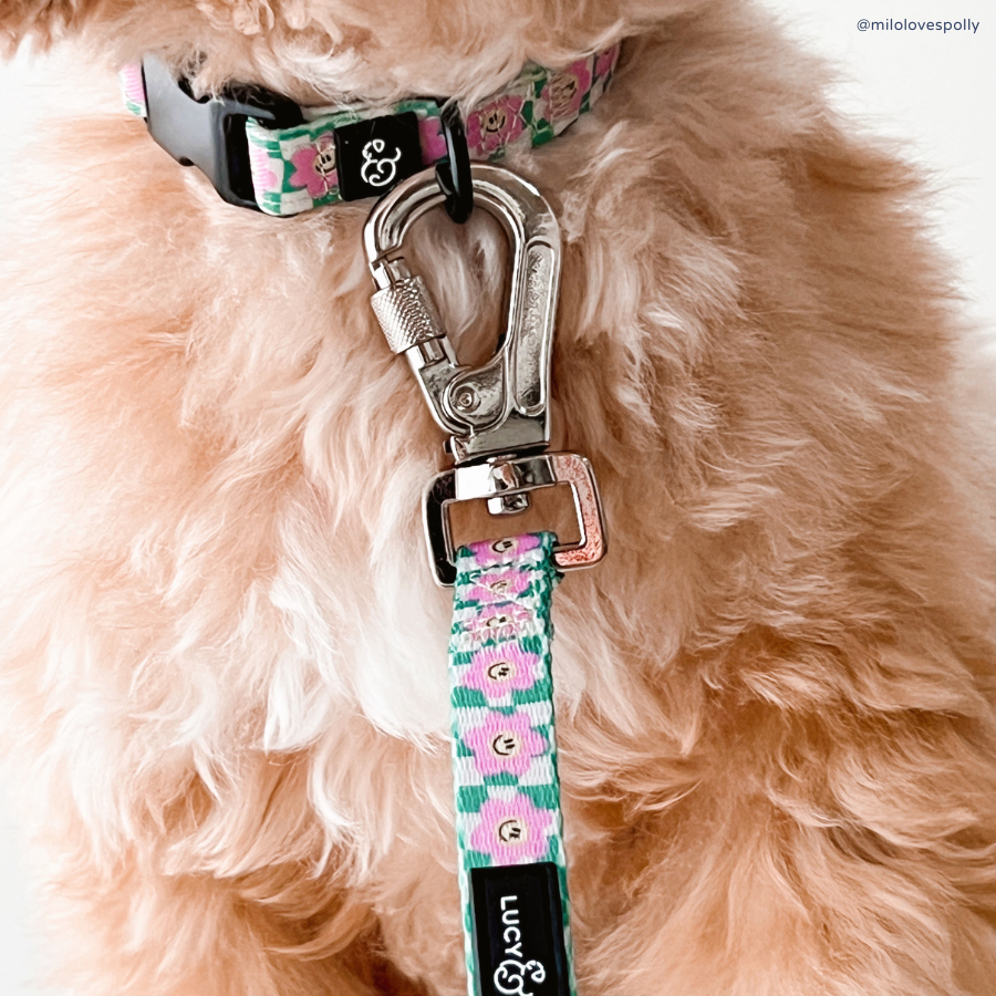 Lucy &amp; Co. - Just Chill Leash: L
