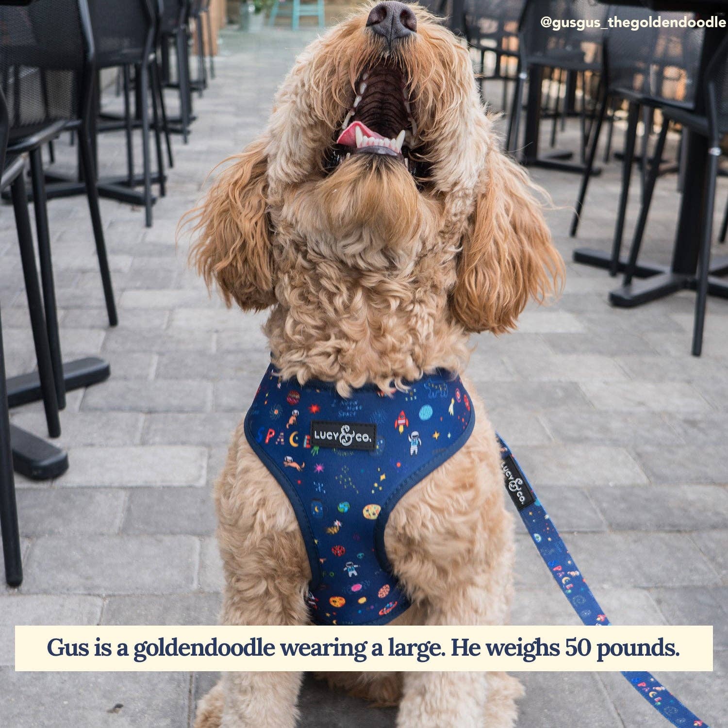 Lucy &amp; Co. - Space Doodle Leash: Large