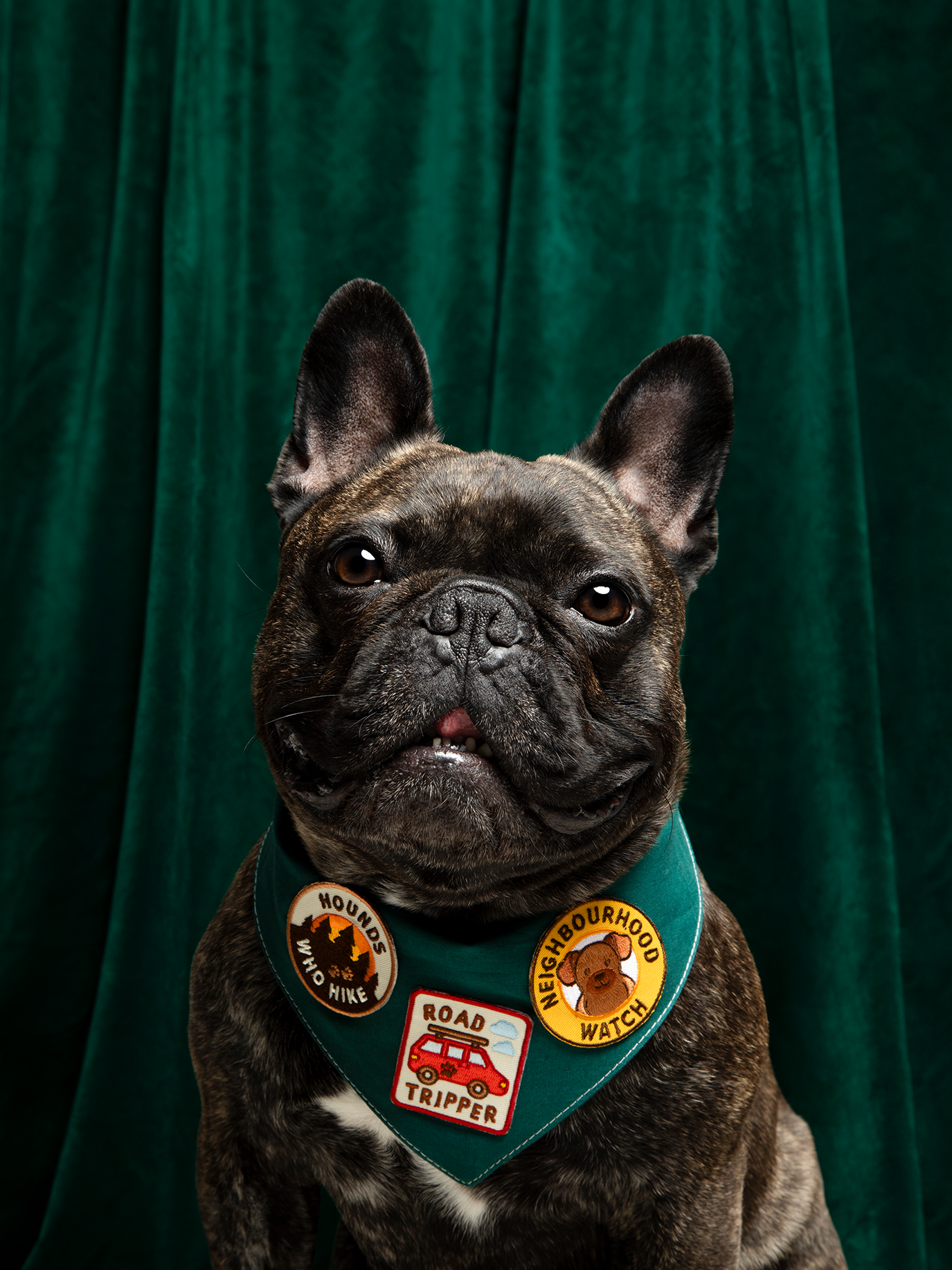 Scout's Honour Pty Ltd - Road Tripper iron-on patch for dogs and cats