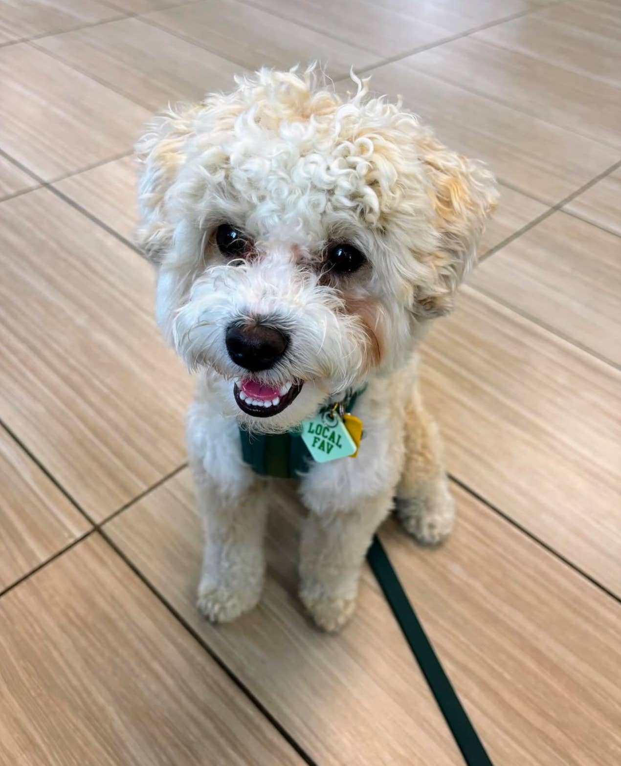 Freshwater Curated Goods™ - Local Fav Pet Tag