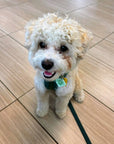 Freshwater Curated Goods™ - Local Fav Pet Tag