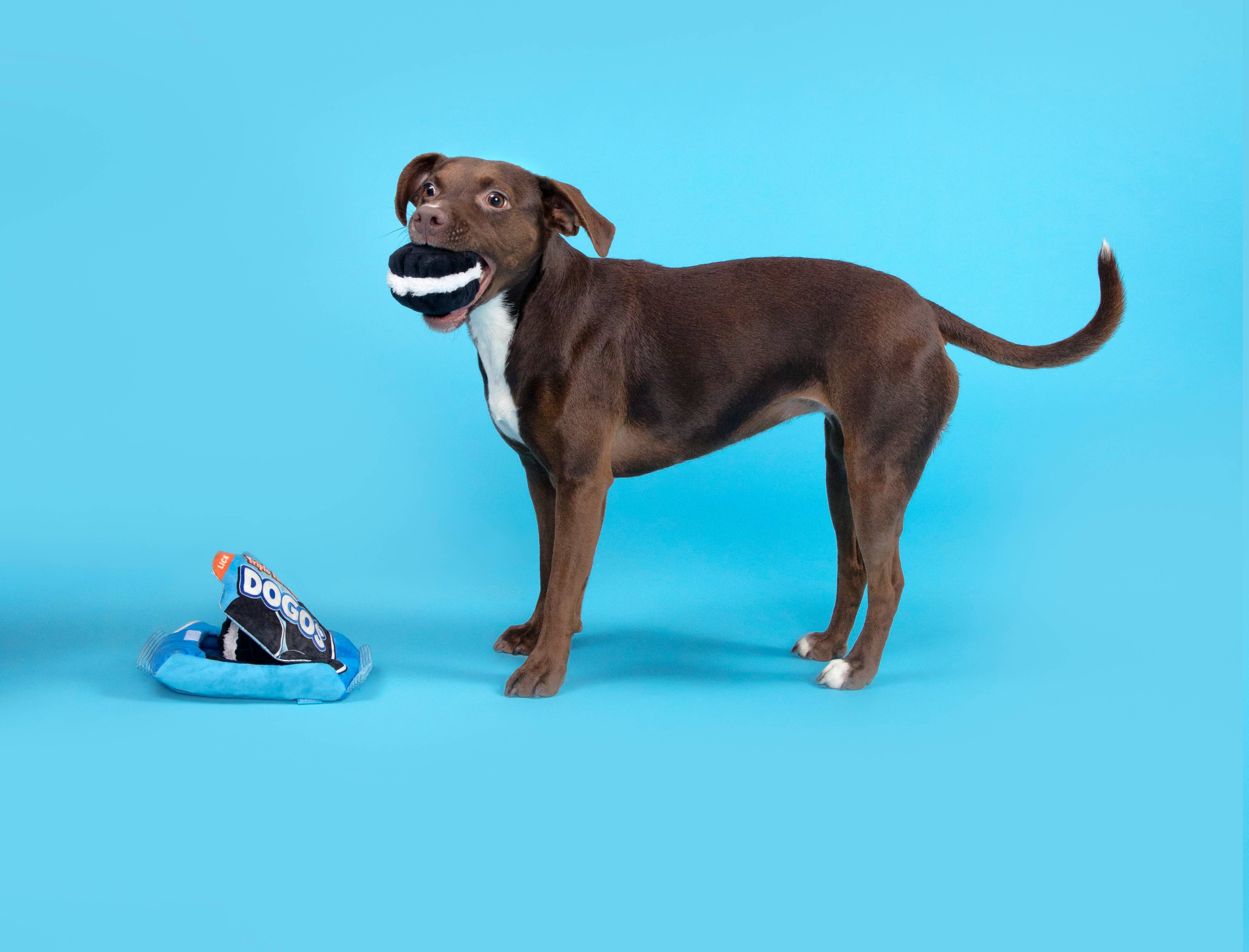 BARK Dogo Dunkers Plush Dog Toy 3pc XS-Medium – The Modern Dog