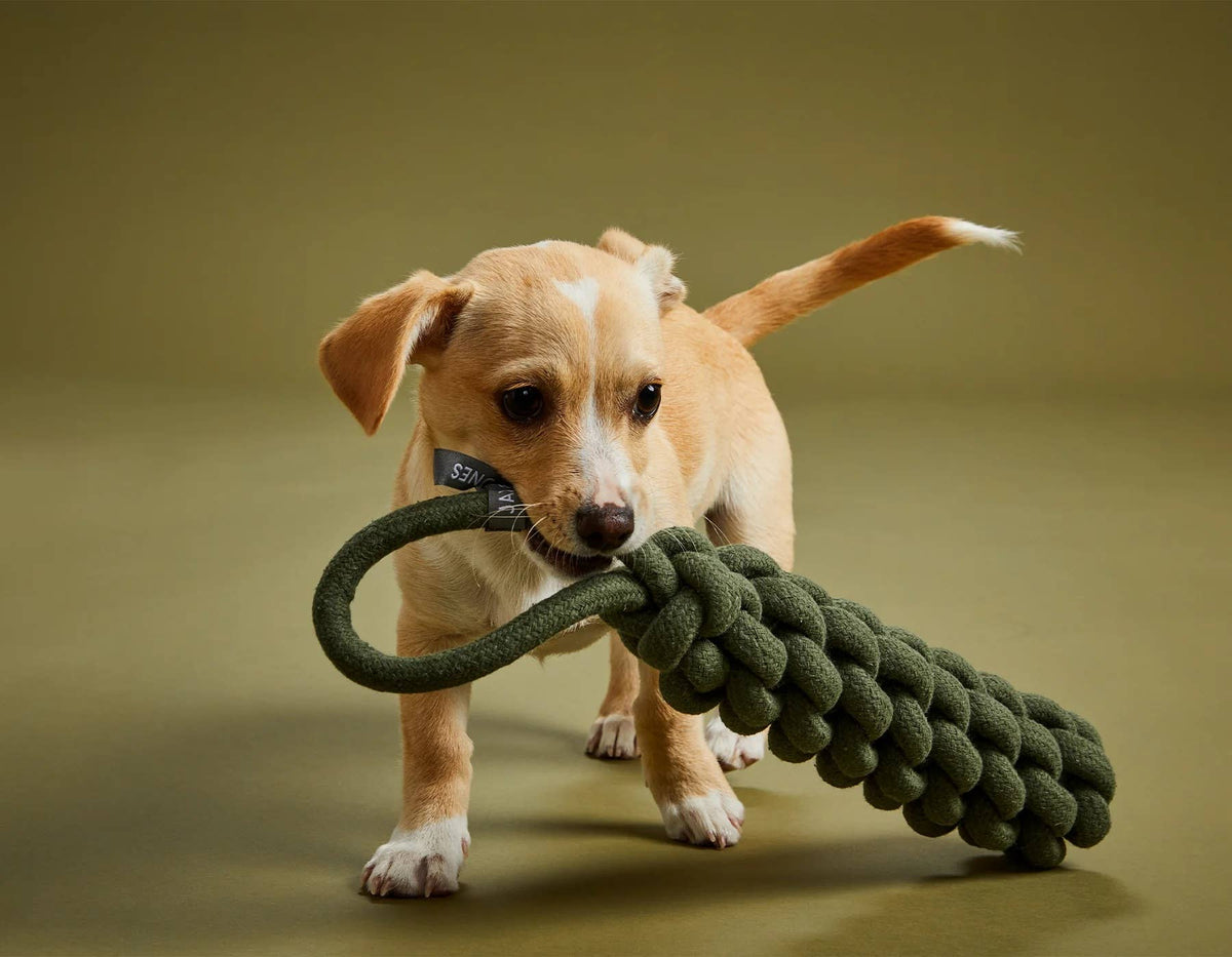 Jax &amp; Bones Top Tugger Rope Knot Dog Toy Olive 11"