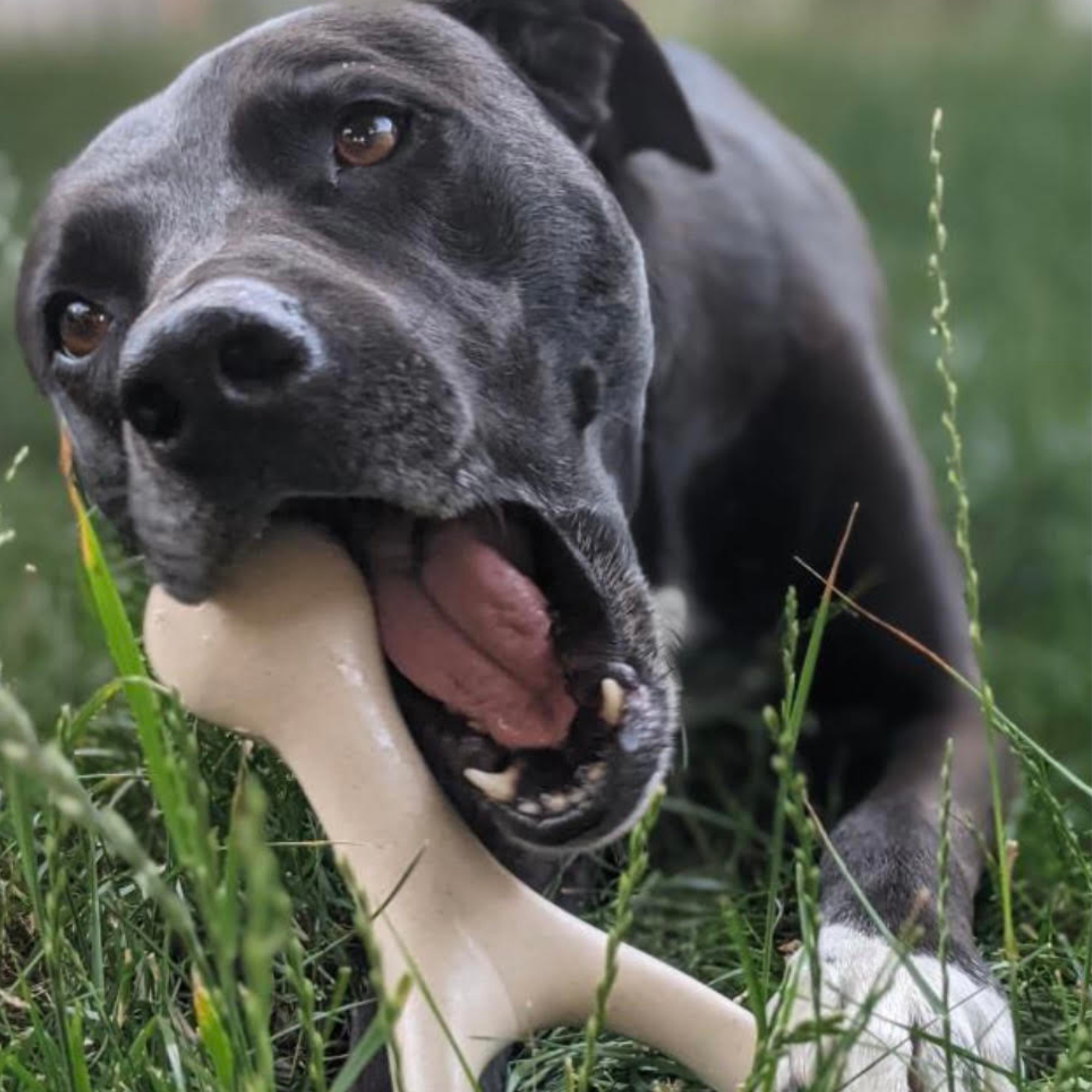 BetterBone Natural Dog Chews - VENISON Hard Density
