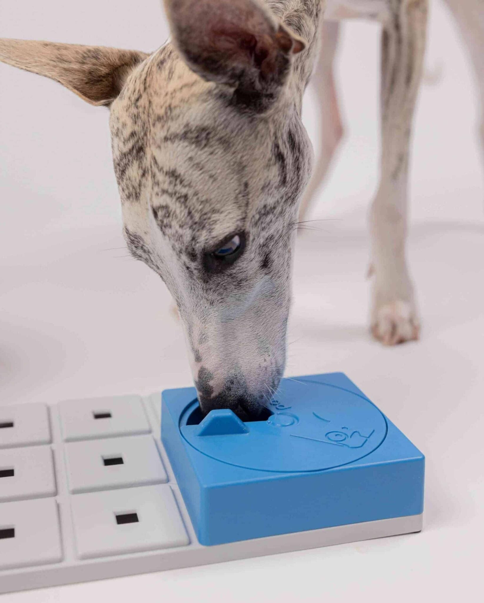 Pawzler Build Your Own Puzzle - Oli Pawzle