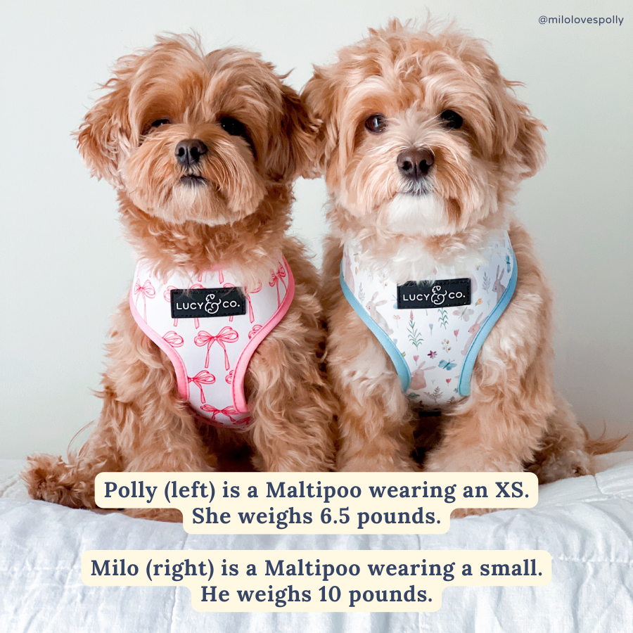 Lucy &amp; Co. - Take a Bow Reversible Harness: L