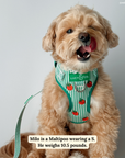 Lucy & Co. - Tomato, Tomahto Embroidered No-Pull Harness