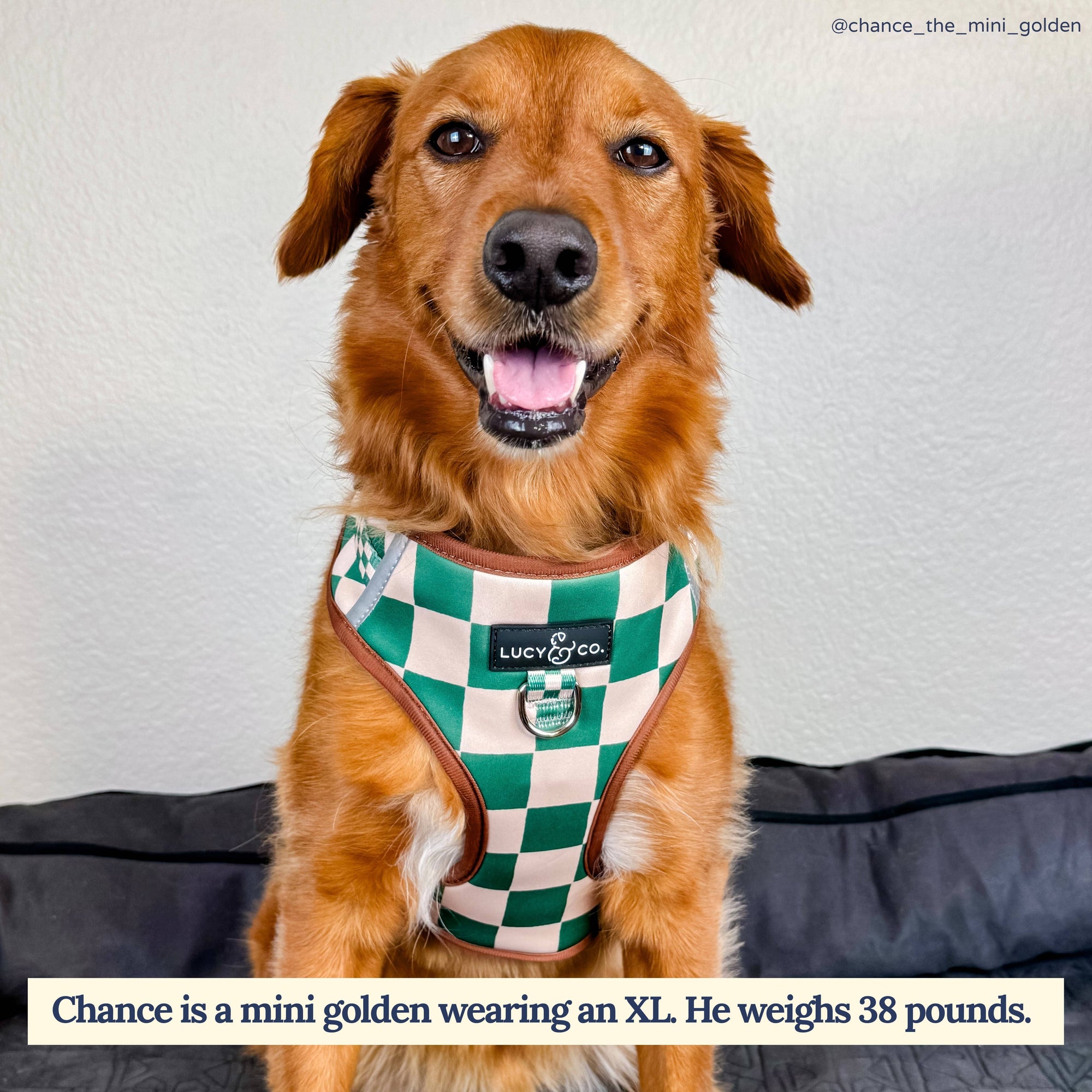 Lucy &amp; Co. - You're a Square No-Pull Harness: Large