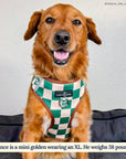 Lucy & Co. - You're a Square No-Pull Harness: Large
