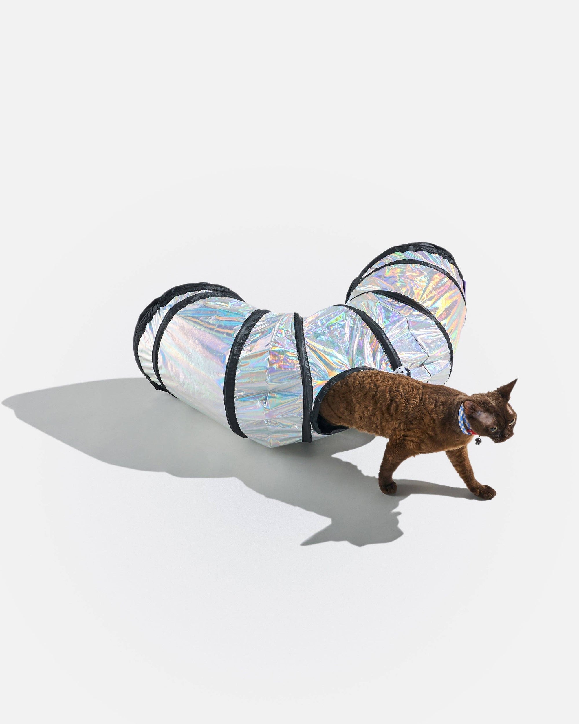 Wild One - Cat Tunnel: Lunar