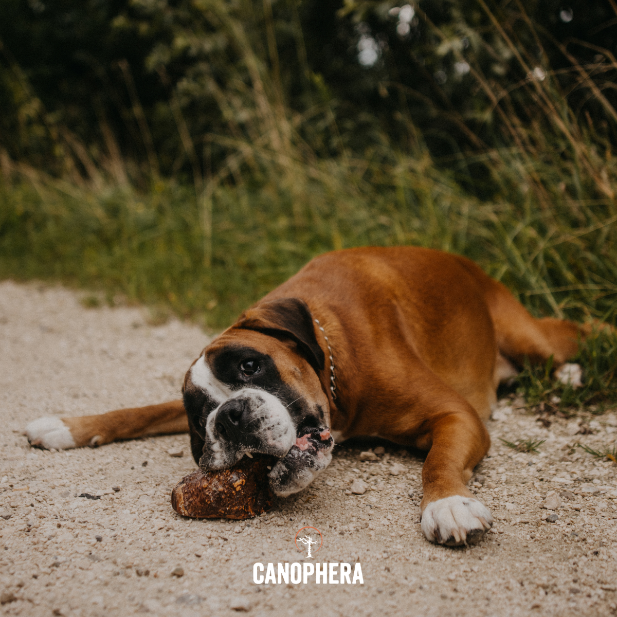 CANOPHERA LLC - Dog Chew Made of Briar Root.: L
