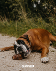 CANOPHERA LLC - Dog Chew Made of Briar Root.: L