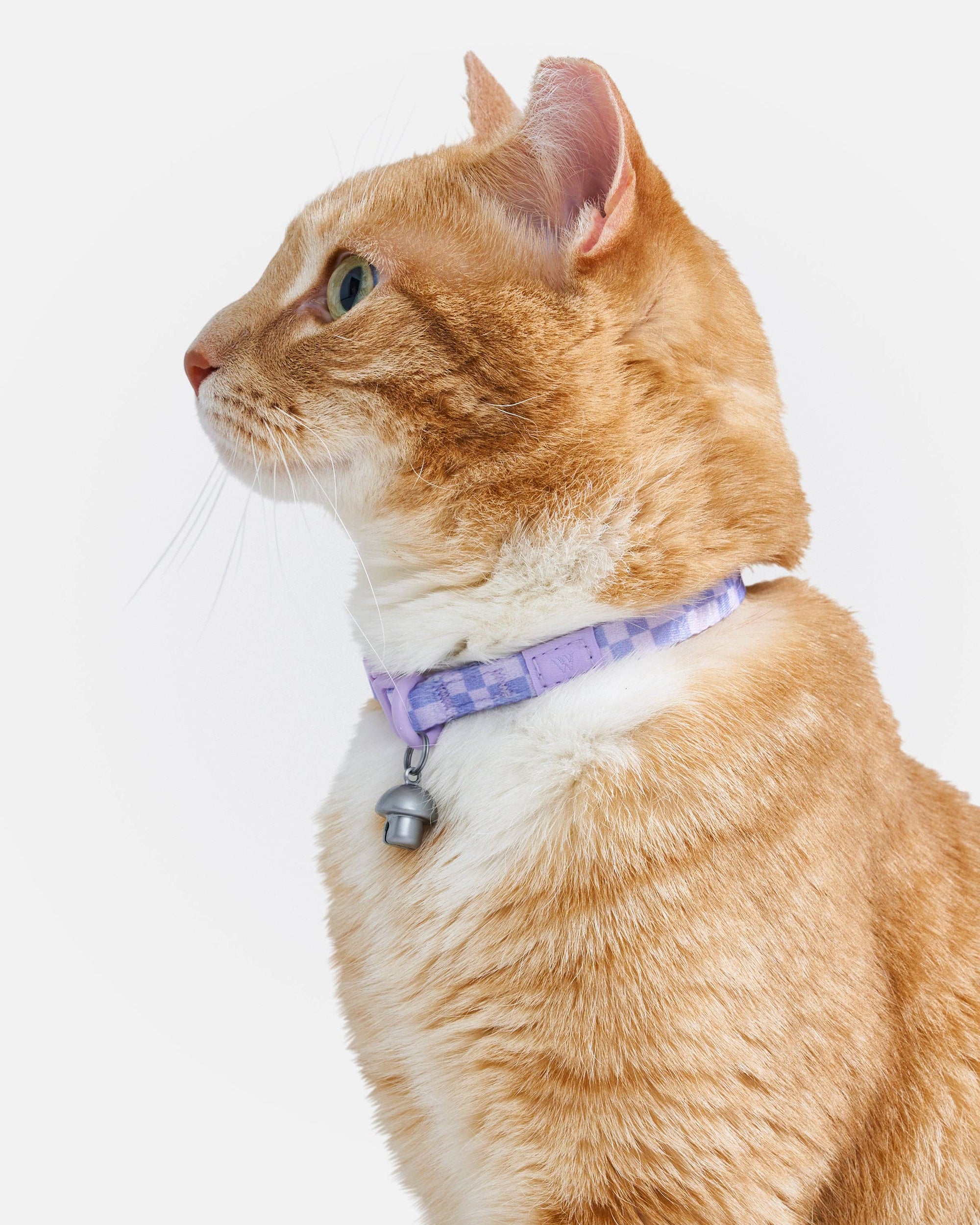 Wild One - Breakaway Cat Collar: XS • Kitten / Retro