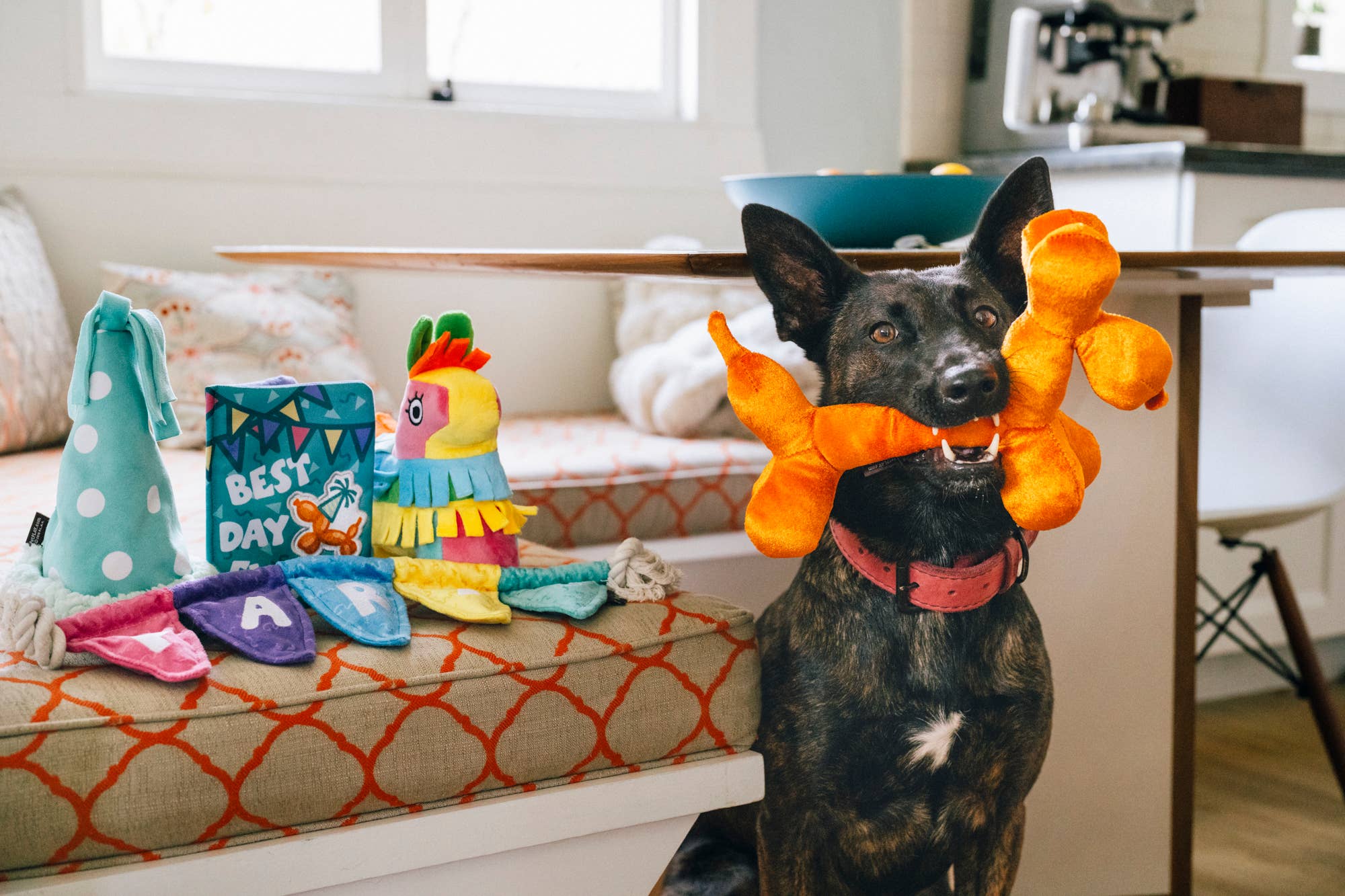 Play Pet Brands - Party Animal Collection 15pc set -FREE Merchandising Display