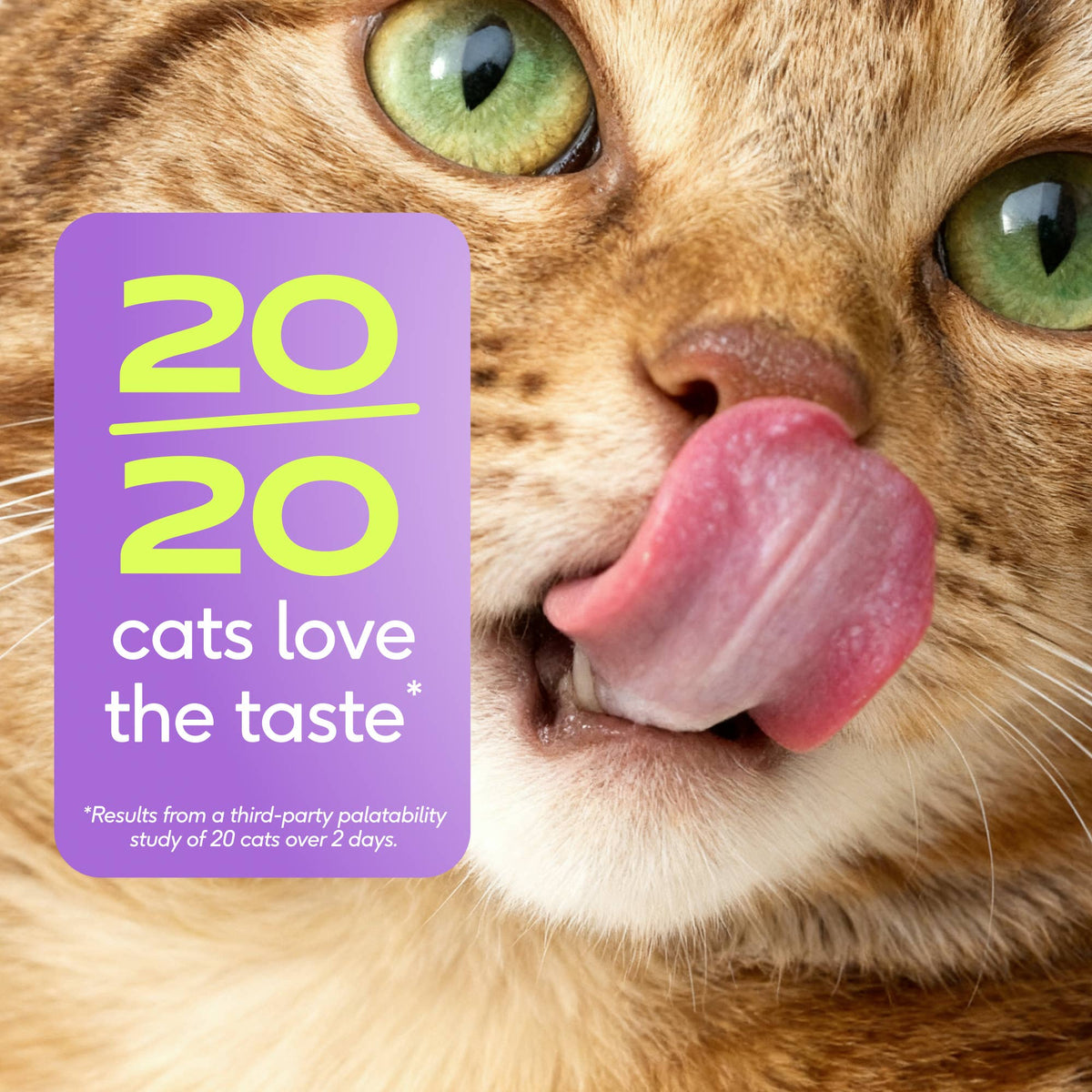 Native Pet - Multivitamin Pillow Chews Complete Wellness Support for Cats