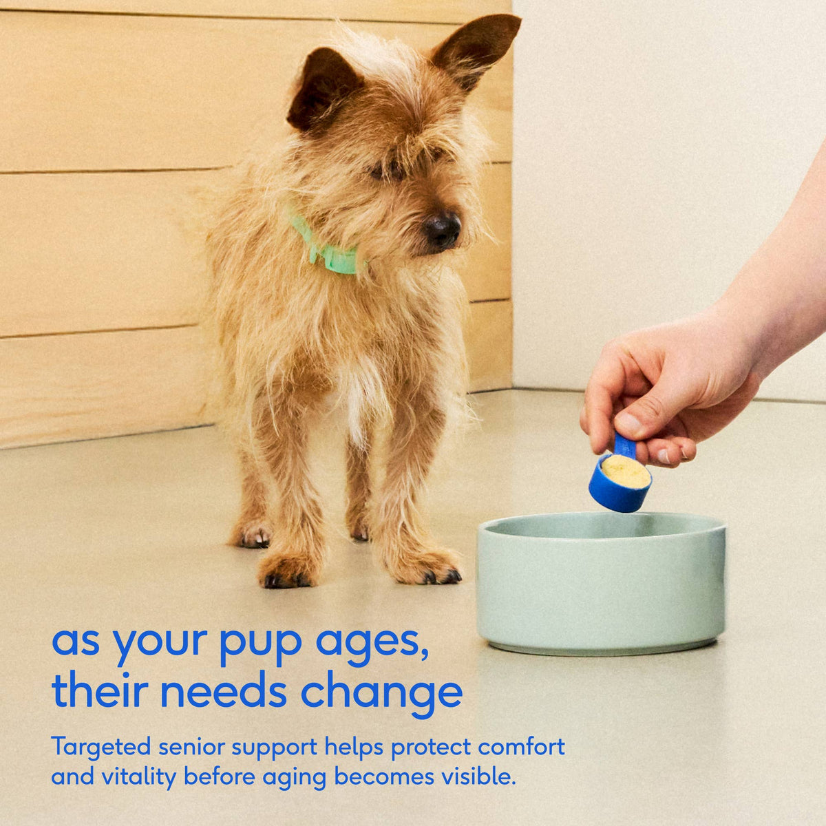 Native Pet - Senior Daily 12-in-1 Multivitamin Powder Supplement for Dogs: 30 scoops