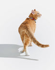 Wild One - Breakaway Cat Collar: S / M • Cat / Bubblegum