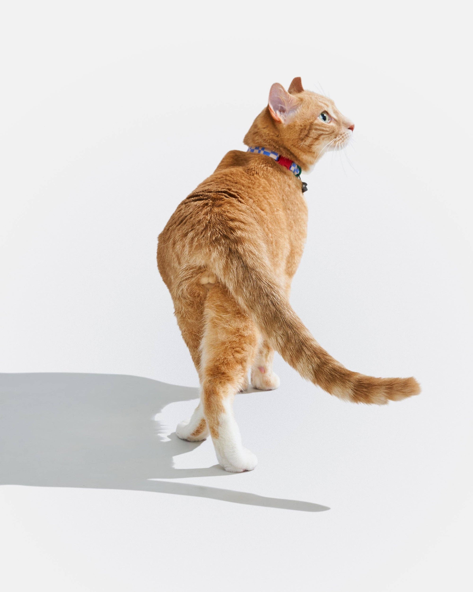 Wild One - Breakaway Cat Collar: XS • Kitten / Retro