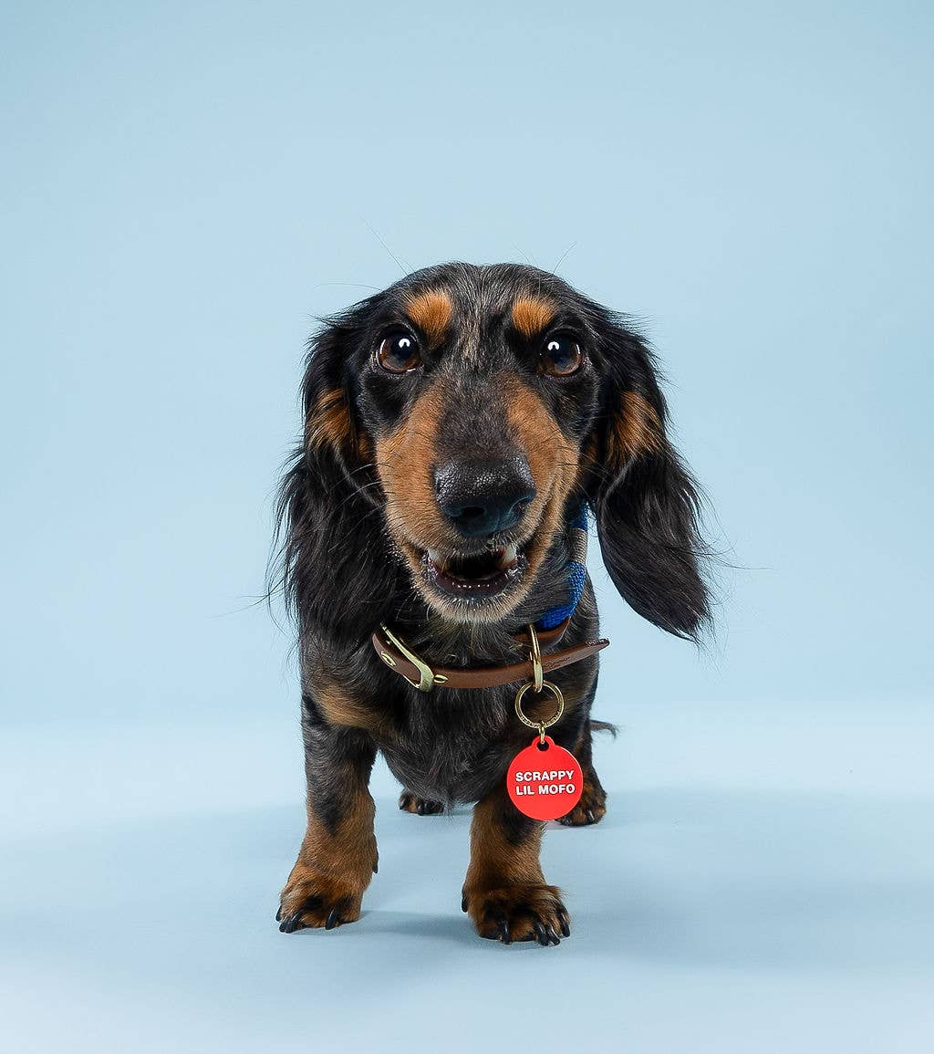 Freshwater Curated Goods™ - Scrappy Lil Mofo Pet Tag
