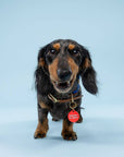 Freshwater Curated Goods™ - Scrappy Lil Mofo Pet Tag